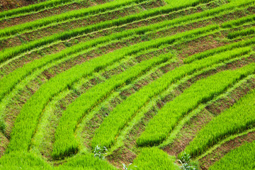 close up on bright green rice field, Sa Pa, Vietnam