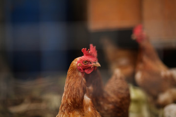 курица в курятнике