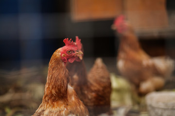 курица в курятнике