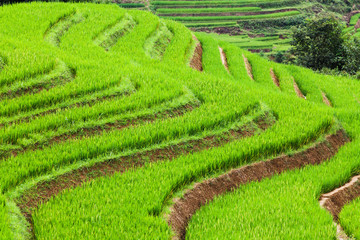 close up on bright green rice field, Sa Pa, Vietnam