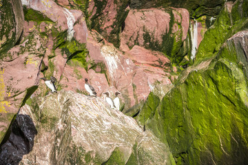 Common Murre birds sitting on inaccessible rocks, Canada