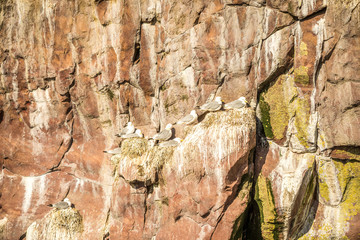 Seagulls with their offspring in nests at cliffs, Newfoundland and Labrador, Canada