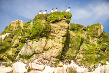 Common Murre birds sitting on inaccessible rocks, Canada
