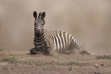 Obraz premium Steppenzebra (Equus quagga) liegt am Boden während eines Sandsturms, Masai Mara, Kenia, Ostafrika