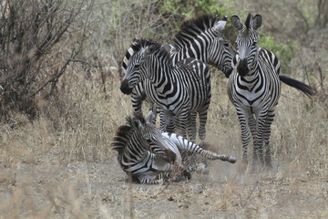 Fototapeta na wymiar Steppenzebras (Equus quagga) mit Jungtier, Masai Mara, Kenia, Ostafrika