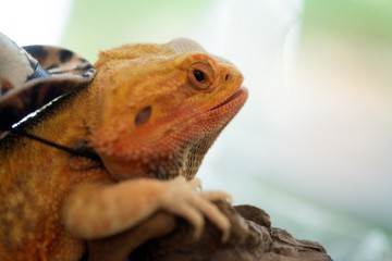 Close-up portrait of a male Lizard iguana (Iguana iguana) with hat.