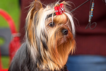 Yorkshire Terrier Close-up