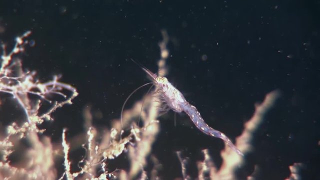 Glass shrimp masked in search of food underwater of White Sea Russia. Unique macro video close up. Predators of marine life on background of pure and transparent water .