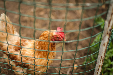 курица в курятнике 