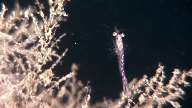 Glass shrimp masked in search of food underwater of White Sea Russia. Unique macro video close up. Predators of marine life on background of pure and transparent water .
