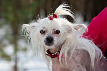 Chinese Crested Hairless dog with a red bow in the arms of his owner