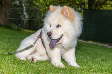 Chow Chow sitzt im Garten