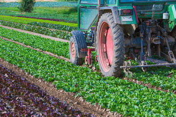 Traktor und Salatfeld