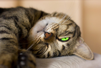 Sleeping cat with a bright green eye
