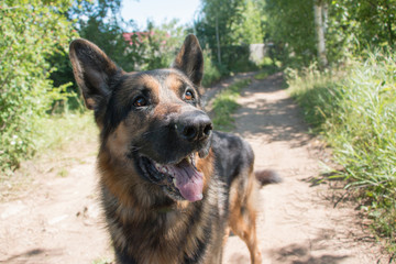 Dog german shepherd in village