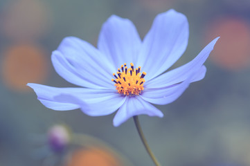Gently blue flower on a beautiful background in the garden. Selective soft focus. - obrazy, fototapety, plakaty