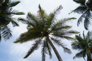 Fototapeta na wymiar High palm tree, view from below