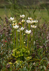 Obraz premium White flowers of Marsh grass or Parnassia palustris