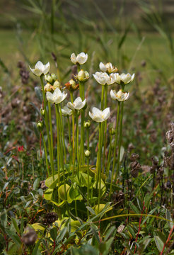 White flowers of Marsh grass or Parnassia palustris