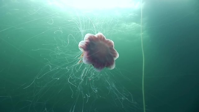 Medusa jellyfish underwater on green background of White Sea.Unique interesting video close up. Predators of marine life in clean clear pure and transparent water in search of food.