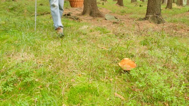 Man with medicine crutch mushroom hunting. Man in blue jeans, green windcheater  and wicker basket walk through forest and find boletus mushroom in needles. Hand cut off mushroom by pocket knife. 