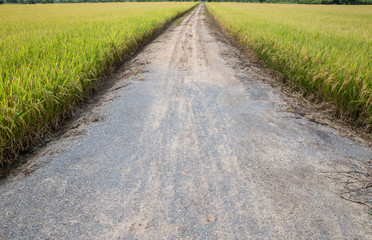 Dirt road at field