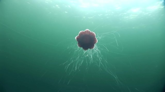 Medusa jellyfish underwater on green background of White Sea.Unique interesting video close up. Predators of marine life in clean clear pure and transparent water in search of food.