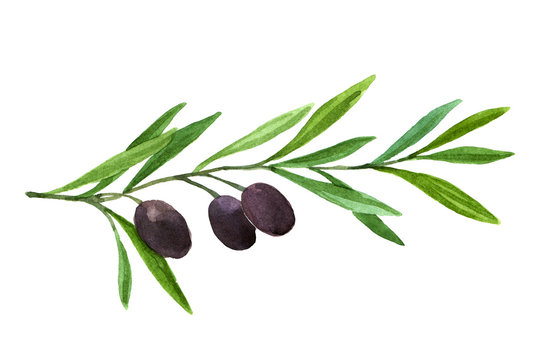 Watercolor dark olive branch