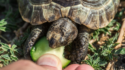 Feeding the turtle