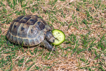 Tortoise eats cucumber