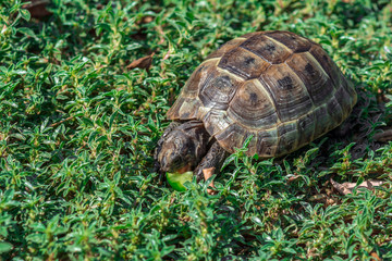 Tortoise eats cucumber