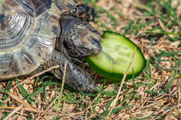 Tortoise eats cucumber