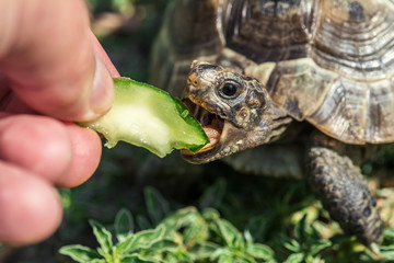 Naklejka premium Feeding the turtle