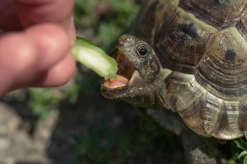 Feeding the turtle