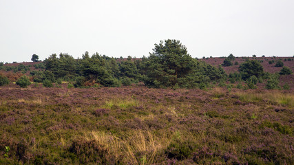Heathland in Sallandse Heuvelrug National Park, Overijssel, Netherlands
