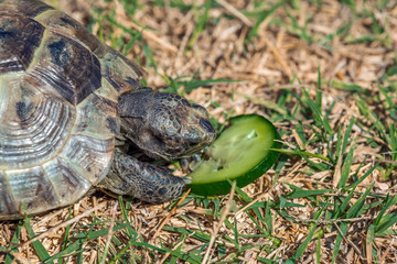 Tortoise eats cucumber