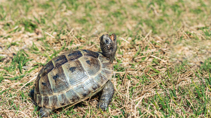 Mediterranean land tortoise