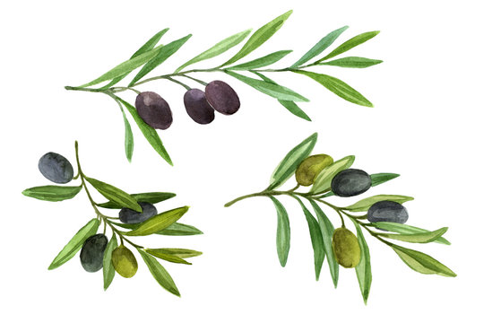 Olive branch with berries. Watercolor illustration isolated on white background