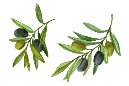 Two olive branch