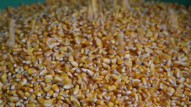 Falling grains of corn
