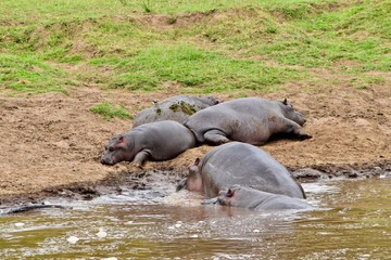 アフリカのカバ