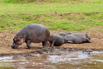 アフリカのカバ