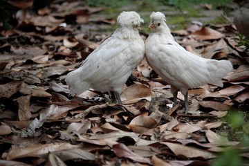 Poules