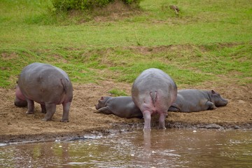 アフリカのカバ
