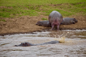 Fototapeta premium アフリカのカバ