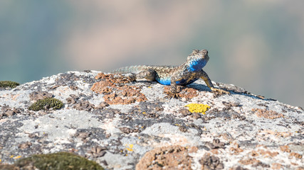 Western Fence Lizzard on a Rock