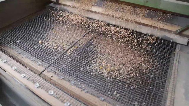 Grain separator sieving wheat 