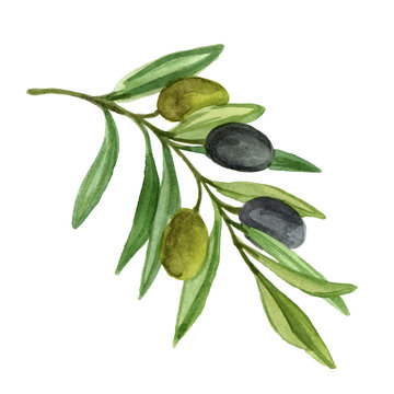 Olive branch isolated on white background