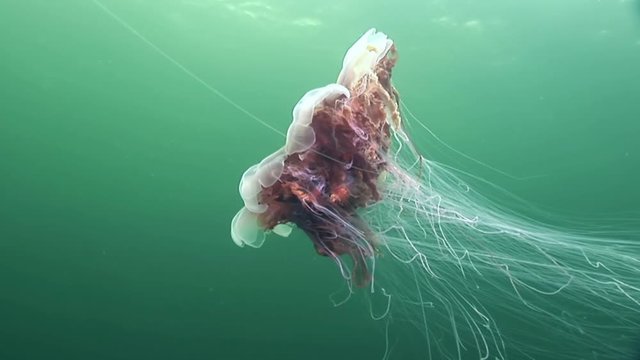 Medusa jellyfish underwater on green background of White Sea.Unique interesting video close up. Predators of marine life in clean clear pure and transparent water in search of food.