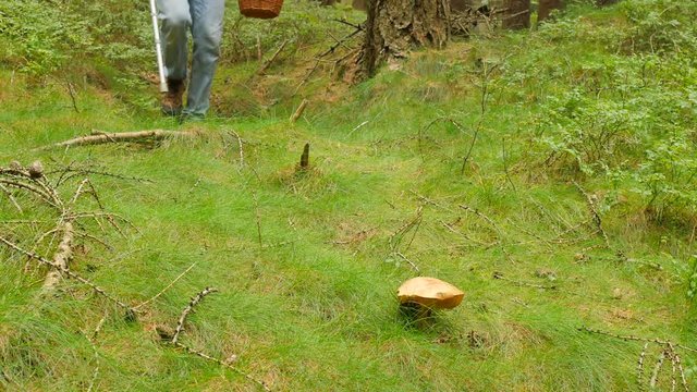 Man with medicine crutch found mushroom in forest grass. Man in blue jeans, green windcheater  and wicker basket walk through forest and find boletus mushroom